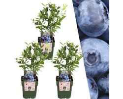 Plants by Frank | 3 bosbessenplanten | bosbessenplanten | 100% Biologische fruitplanten | bosbessen | tuinplanten | winterharde planten voor de tuin