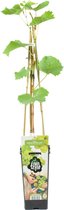 Bloomique - Vitis Vinifera 'Vroege van der Laan' - Druivenplant - Witte Druiven - Fruitplanten - Tuinplanten - Winterhard - ⌀14 cm - Hoogte 60-70cm