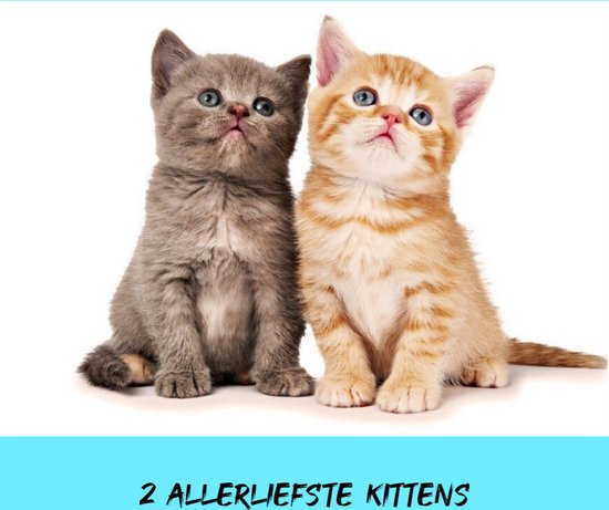 Allernieuwste.nl® Canvas Schilderij - Twee Allerliefste Kittens - Katjes - Kunst aan je Muur - Realistisch - Veelkleurig - 30 x 45 cm