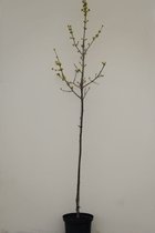 Jonge Grootvruchtige Kornoelje boom | Cornus mas 'Jolico' | 100-150cm hoogte