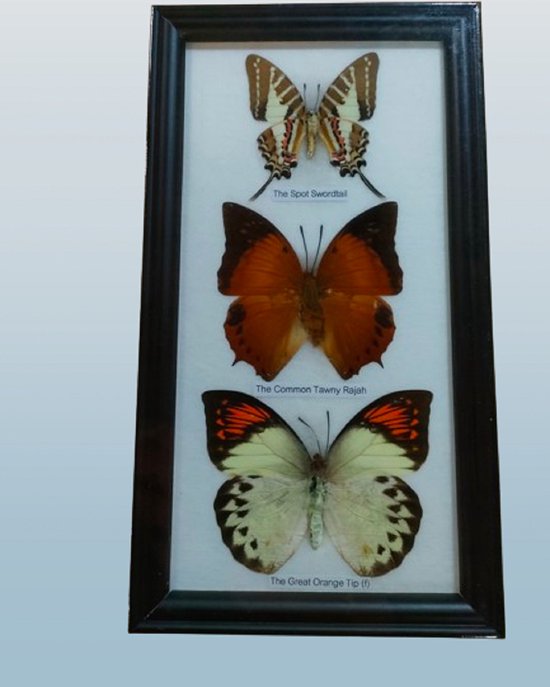 Vlinder vlinders insect opgezette vlinder opgezet dier insect fotolijst
