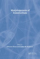 Morphogenesis of Endothelium