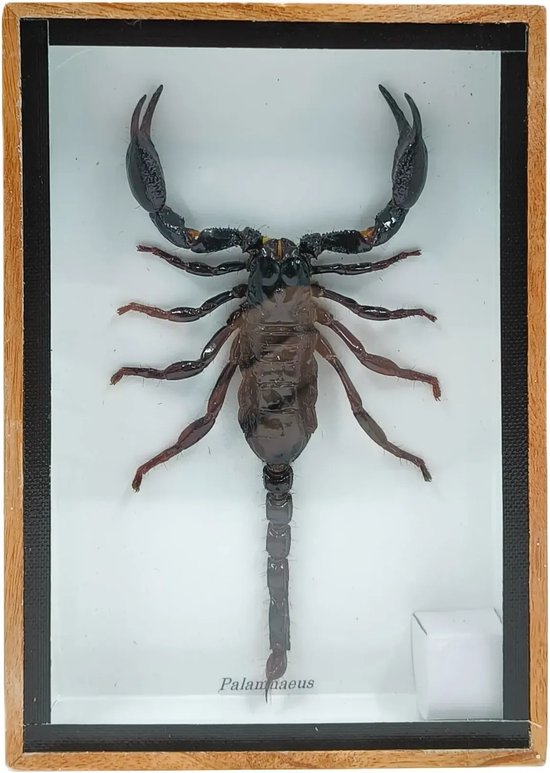 Western Deco - Opgezette Schorpioen - Opgezette Insect - Box 18x13 cm