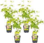 4x Acer palmatum 'Going Green' – Japanse Esdoorn – Heester – Winterhard - ⌀10,5 cm - 25-30 cm