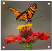 Tuinposter – Oranje Vlinder op een Rode Bloem - 50x50 cm Foto op Tuinposter (wanddecoratie voor buiten en binnen)