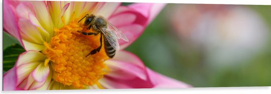 Dibond - Bij op Midden van Roze Dahlia Bloem - 150x50 cm Foto op Aluminium (Met Ophangsysteem)