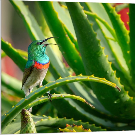 Dibond - Gekleurd Vogeltje in de Groene Planten - 80x80 cm Foto op Aluminium (Met Ophangsysteem)
