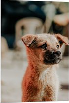 WallClassics - Verre acrylique - Puppy regardant de côté - Photo 60 x 90 cm sur verre acrylique (avec système de suspension)