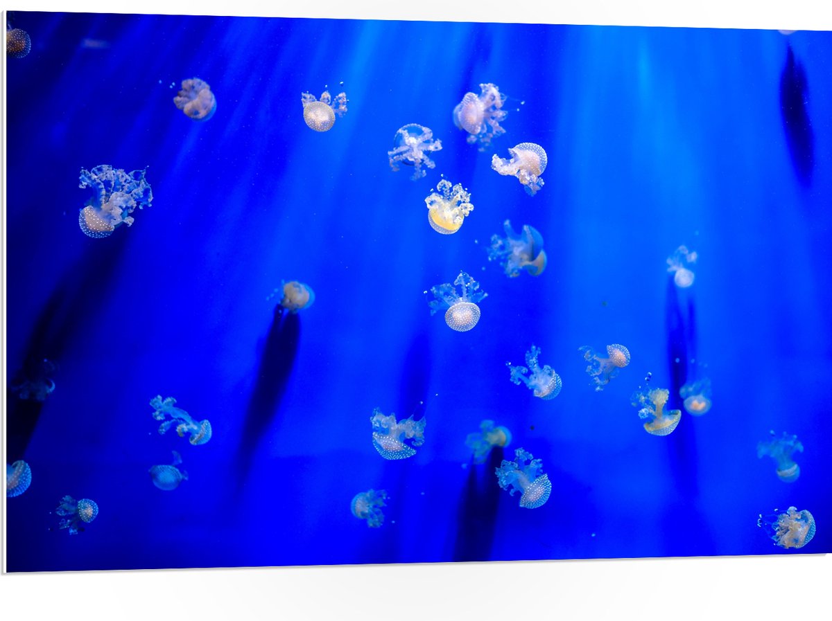 PVC Schuimplaat - Groep Mini Kwallen in het Aquarium - 105x70 cm Foto op PVC Schuimplaat (Met Ophangsysteem)