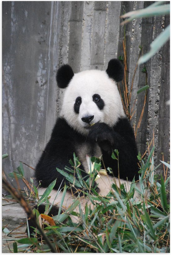 Poster Glanzend – Etende Vrolijke Panda - 50x75 cm Foto op Posterpapier met Glanzende Afwerking