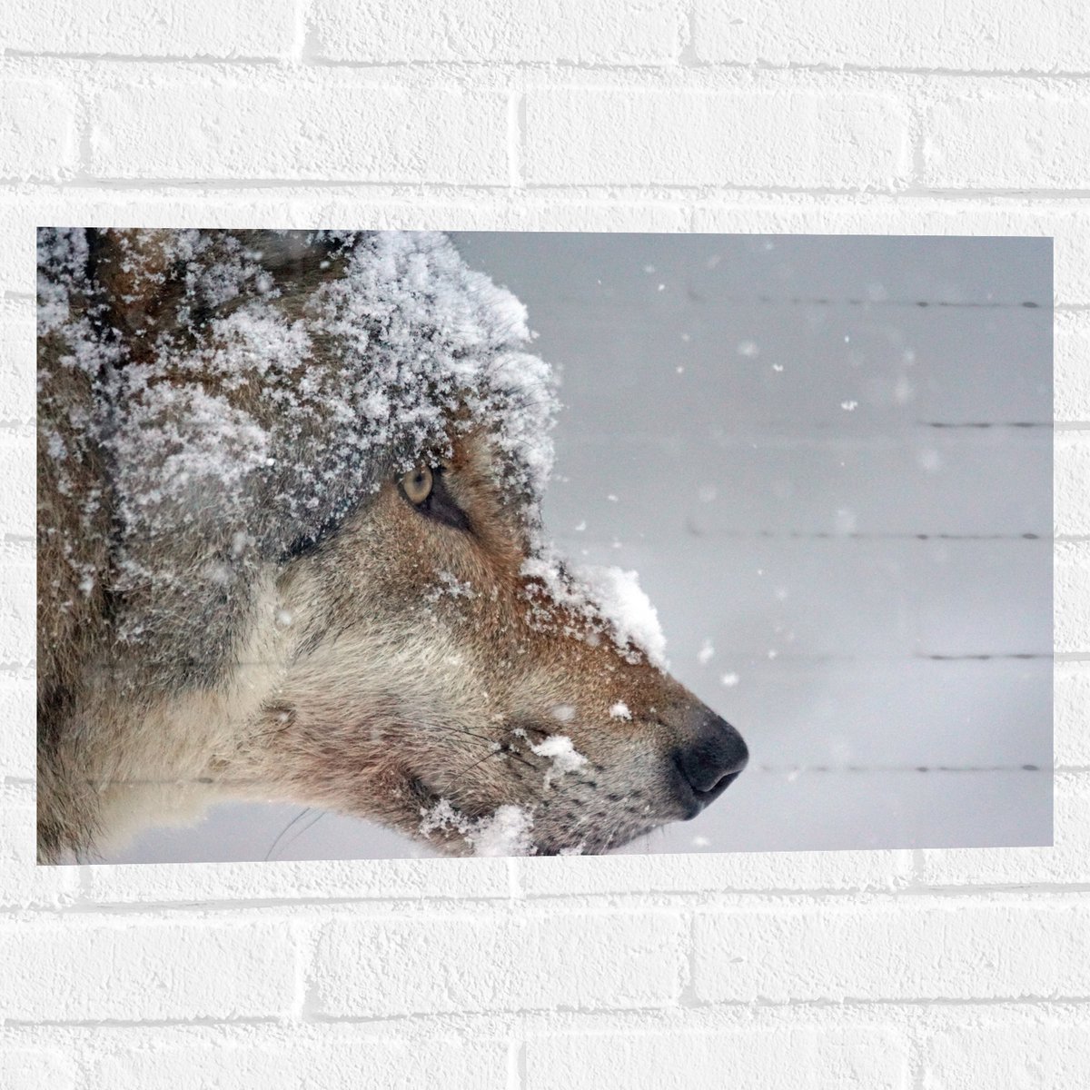 Muursticker - Vlokken Sneeuw op Kop van Geconcentreerde Wolf - 60x40 cm Foto op Muursticke