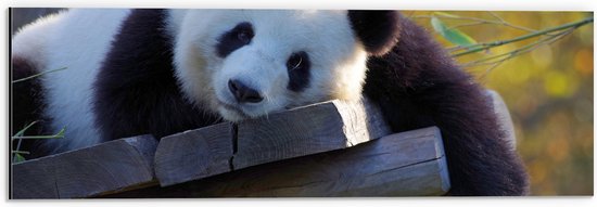WallClassics - Dibond - Uitrustende Panda op Houten Vlonder - 60x20 cm Foto op Aluminium (Met Ophangsysteem)
