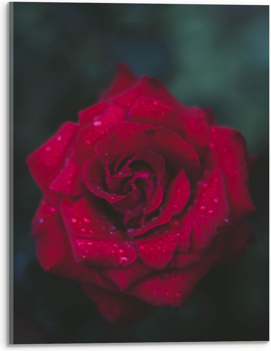 Acrylglas - Bovenaanzicht van Waterdruppels op Rode Roos - 30x40 cm Foto op Acrylglas (Met Ophangsysteem)
