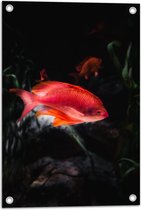 WallClassics - Tuinposter – Rode Vis Zwemmend in Vijver - 40x60 cm Foto op Tuinposter (wanddecoratie voor buiten en binnen)
