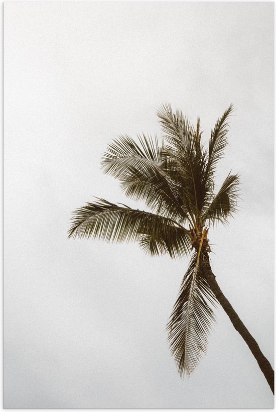 Poster Glanzend – Palmboom in de Wind - 50x75 cm Foto op Posterpapier met Glanzende Afwerking