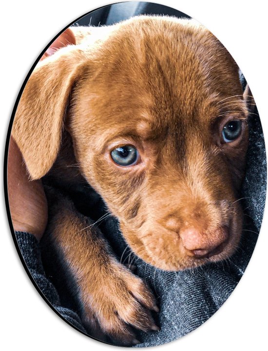 WallClassics - Dibond Ovaal - Puppy-ogen van Kleine Labrador - 21x28 cm Foto op Ovaal (Met Ophangsysteem)