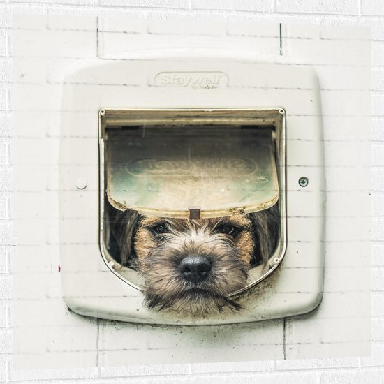 WallClassics - Muursticker - Hond kijkend door Huisdierklep - Borderterriër - 100x100 cm Foto op Muursticker