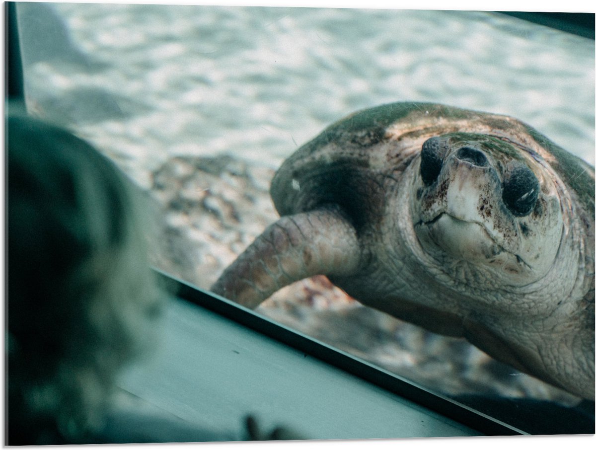 Acrylglas - Grote Schildpad achter Glas in Aquarium - 80x60 cm Foto op Acrylglas (Met Ophangsysteem)