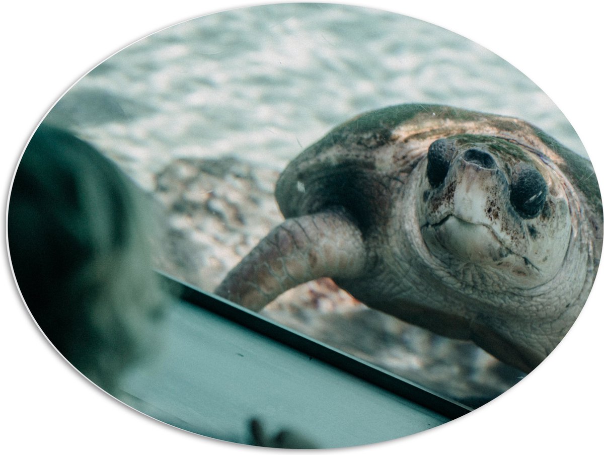 PVC Schuimplaat Ovaal - Grote Schildpad achter Glas in Aquarium - 96x72 cm Foto op Ovaal (Met Ophangsysteem)