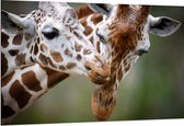 Dibond - Liefdevol Giraffe Duo - 150x100 cm Foto op Aluminium (Met Ophangsysteem)