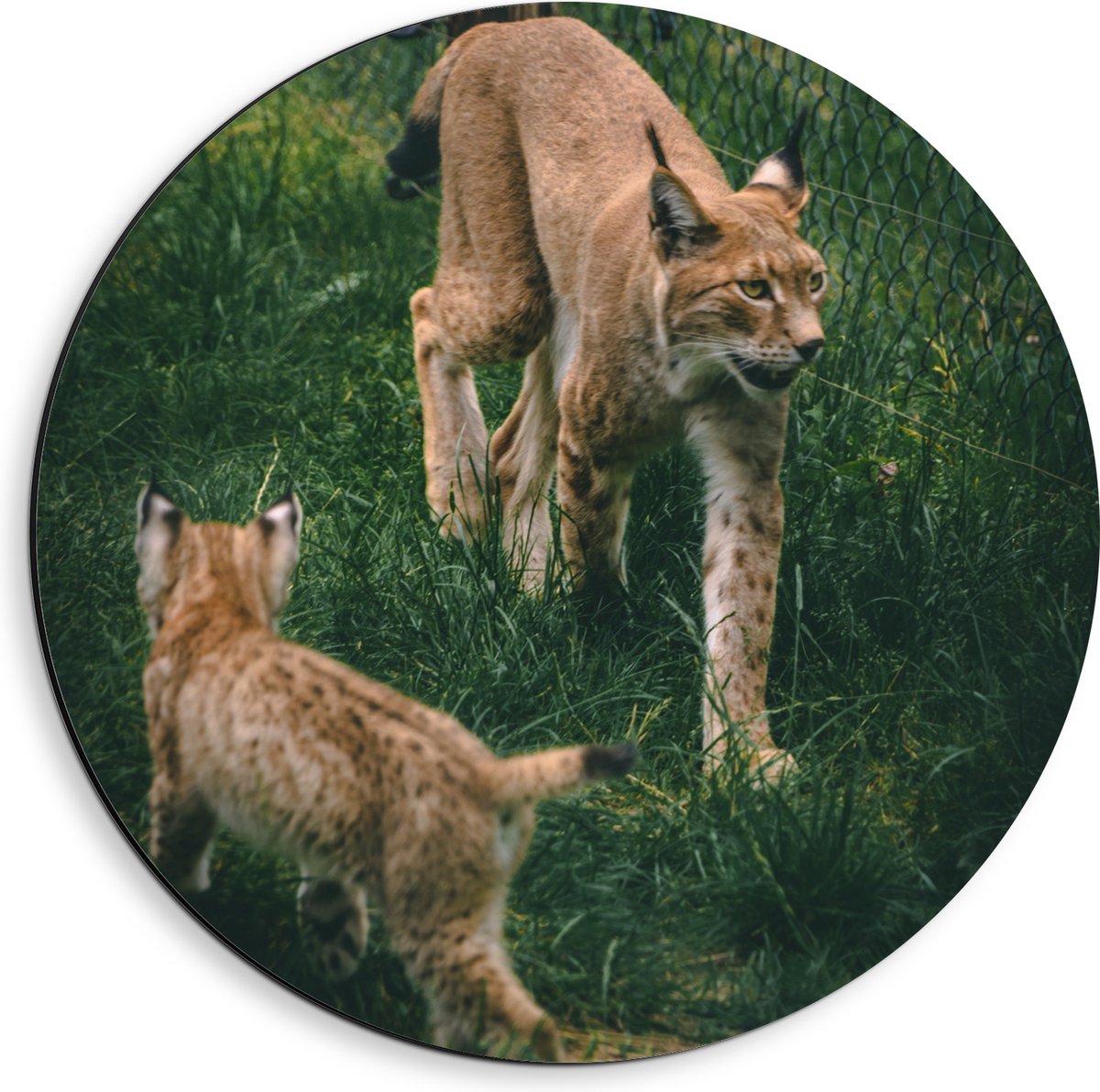 Dibond Muurcirkel - Baby Lynx met Moeder achter Hek - 40x40 cm Foto op Aluminium Muurcirkel (met ophangsysteem)