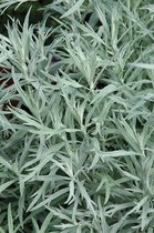 12x Alsem (Artemisia ludoviciana 'Silver Queen') - P9 pot (9x9)