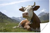 Liggende koe in grasveld poster papier 180x120 cm - Foto print op Poster (wanddecoratie woonkamer / slaapkamer) / Boerderijdieren Poster XXL / Groot formaat!