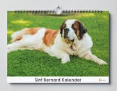 Sint Bernard Kalender - Verjaardagskalender - 35x24cm - Huurdies