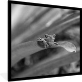 Fotolijst incl. Poster Zwart Wit- Roodoogmakakikikker tussen de bladeren in Costa Rica in zwart wit - 40x40 cm - Posterlijst