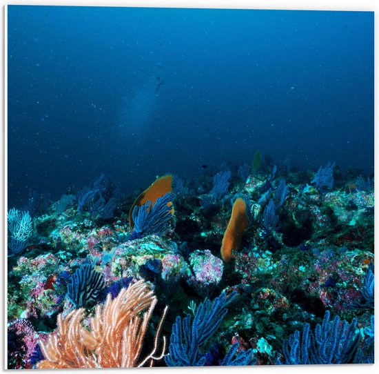 WallClassics - Panneau en mousse PVC - Corail sous Water - Photo 50x50 cm sur panneau en mousse PVC (avec système de suspension)