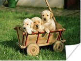 Poster Drie schattige Golden Retriever puppy's in een kar - 80x60 cm