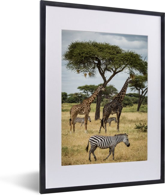 Fotolijst incl. Poster - Giraffen en Zebras samen op de savanne van het Nationaal park Serengeti - 30x40 cm - Posterlijst