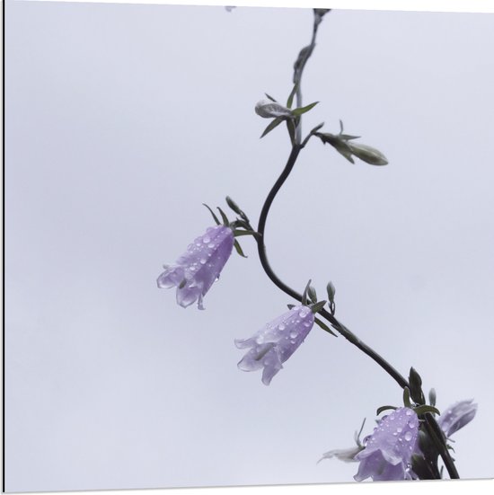 Dibond - Tak met paarse Bloementjes en Waterdruppels - 80x80 cm Foto op Aluminium (Met Ophangsysteem)