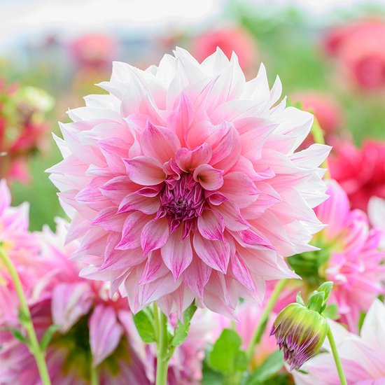 Dahlia Mix 5 knollen - Marieke Nolsen