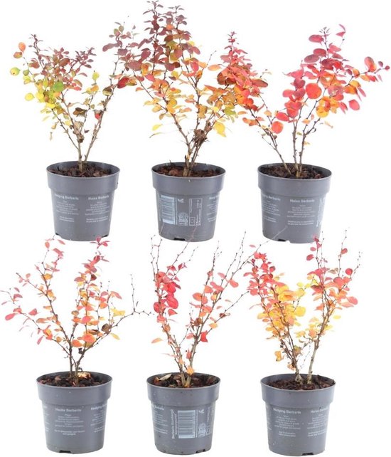 Plants by Frank - 1 meter Rode Berberis haag - Berberis Thunbergii ...