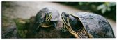 WallClassics - Dibond - Twee Groene Schildpadden op een Rots - 60x20 cm Foto op Aluminium (Wanddecoratie van metaal)