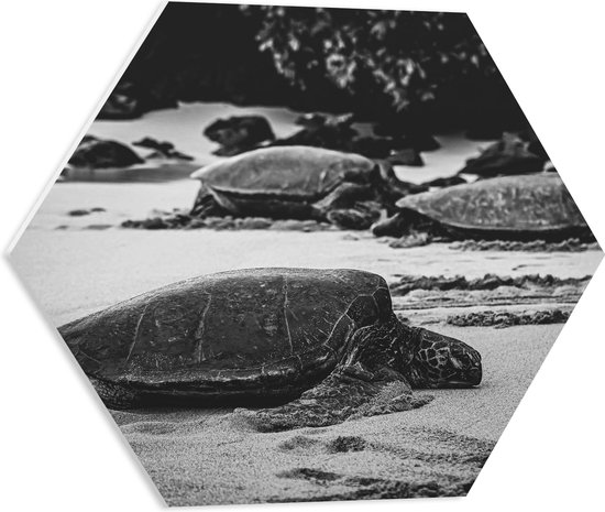 WallClassics - PVC Schuimplaat Hexagon - Reuzeschildpadden op het Strand - Zwart Wit - 50x43.5 cm Foto op Hexagon (Met Ophangsysteem)