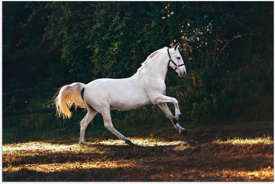 WallClassics - Poster (Mat) - Wit Rennend Paard in het Bos - 90x60 cm Foto op Posterpapier met een Matte look