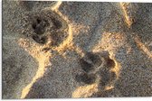 Dibond - Hondenpootjes in Zand van Strand - 75x50 cm Foto op Aluminium (Met Ophangsysteem)