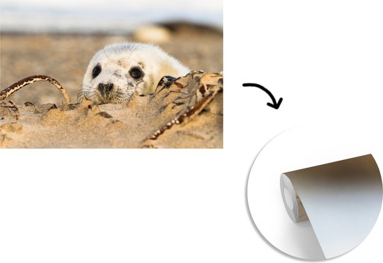 Papier peint photo peint vinyle - Sceau caché derrière une colline de sable largeur 420 cm x hauteur 280 cm - Tirage photo sur papier peint (disponible en 7 tailles)