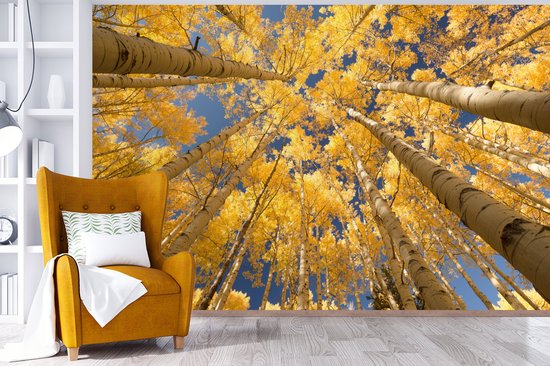 Papier peint - Papier peint Papier peint photo Bouleaux aux feuilles jaunes en perspective de grenouille - Largeur 330 cm x hauteur 220 cm