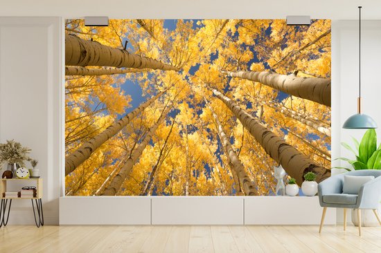 Papier peint - Papier peint Papier peint photo Bouleaux aux feuilles jaunes en perspective de grenouille - Largeur 330 cm x hauteur 220 cm