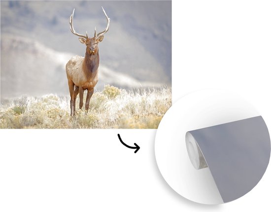 Papier peint - Papier peint Papier peint photo Cerf - Berg - Herbe - Largeur 385 cm x hauteur 280 cm