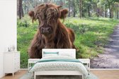 Behang - Fotobehang Schotse Hooglander - Pad - Dieren - Breedte 420 cm x hoogte 280 cm