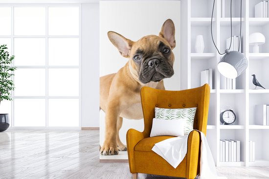 Behang - Fotobehang Franse Bulldog - Bruin - Wit - Breedte 120 cm x hoogte 240 cm