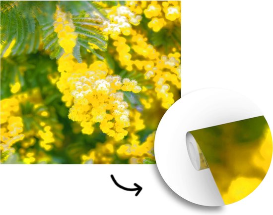 Behang - Fotobehang Gele mimosabloemen - Breedte 240 cm x hoogte 240 cm