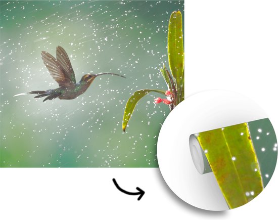 Papier peint Papier peint photo en vinyle - Colibri sous la pluie dans la nature du Costa Rica largeur 240 cm x hauteur 240 cm - Tirage photo sur papier peint (disponible en 7 tailles)