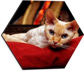 WallClassics - Dibond Hexagon - Wachtende Kat - 30x26.1 cm Foto op Hexagon (Met Ophangsysteem)