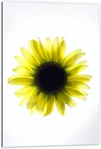 Dibond - Biovenaanzicht van een Gele Zonnebloem met Witte Ondergrond - 60x90 cm Foto op Aluminium (Met Ophangsysteem)