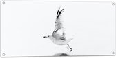 WallClassics - Tuinposter – Vliegende Witte Vogel over het Water - 100x50 cm Foto op Tuinposter (wanddecoratie voor buiten en binnen)